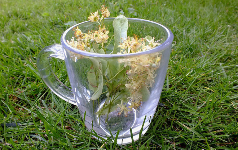 Receta del té de tila