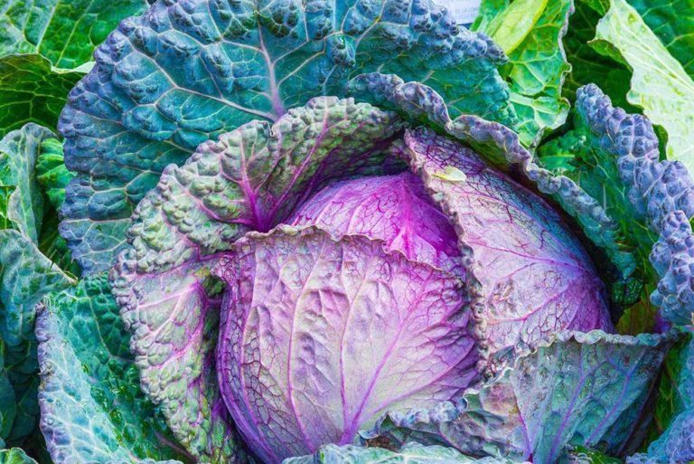 4 Propiedades de la col que no encontrarás en otros alimentos