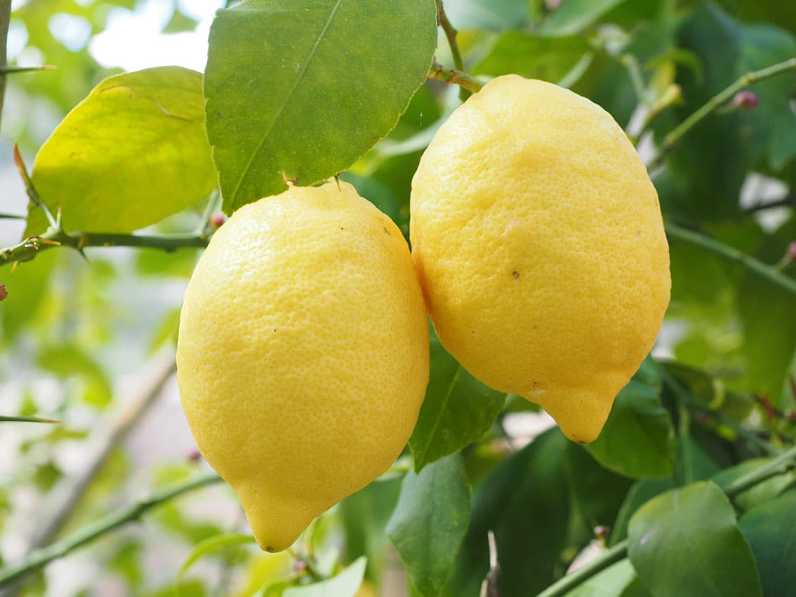 Propriedades del limón
