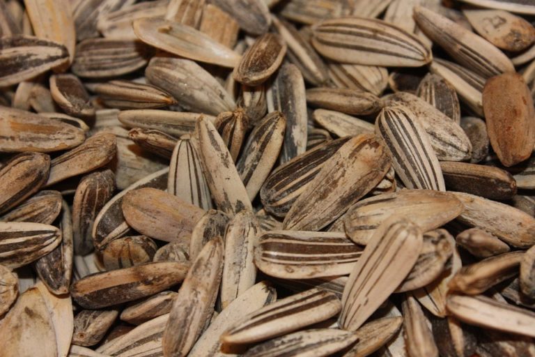 5 Propiedades saludables de las pipas de girasol