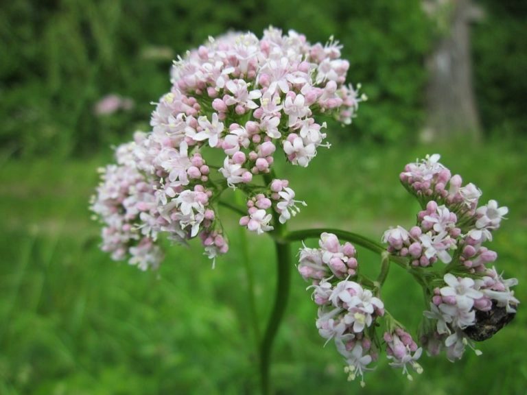 Propiedades medicinales de la raíz de valeriana para relajarte