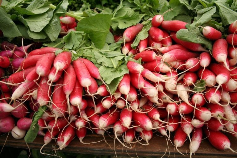 5 Increíbles beneficios del rábano: