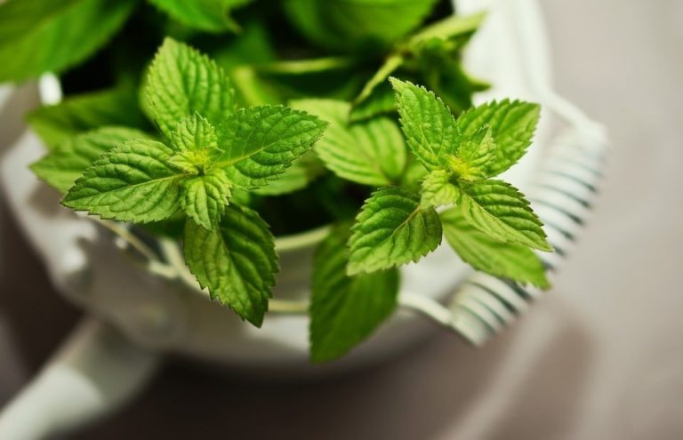 5 Impresionantes beneficios de la menta que deberías conocer :